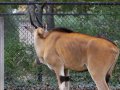 ZOO-Viden 24 srpen 2014 196.JPG
